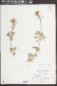 Glandularia canadensis image