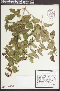 Lantana horrida image