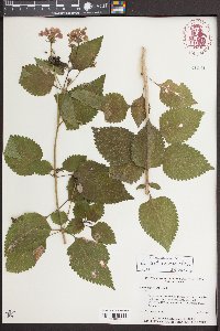 Lantana urticoides image