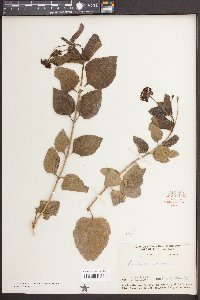 Lantana camara image