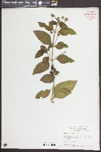 Lantana achyranthifolia image