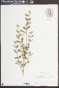 Lippia graveolens image