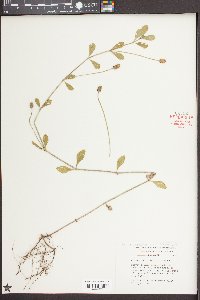 Phyla nodiflora image