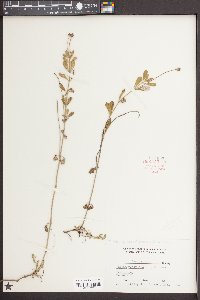 Phyla nodiflora image