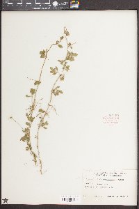 Phyla nodiflora image