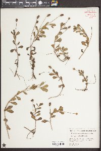 Phyla nodiflora image