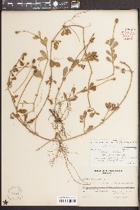 Phyla nodiflora image