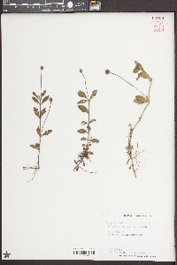 Phyla nodiflora image