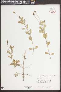 Phyla nodiflora image