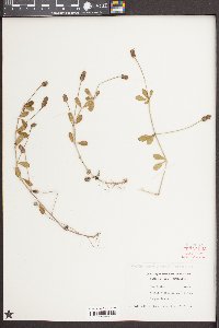 Phyla nodiflora image