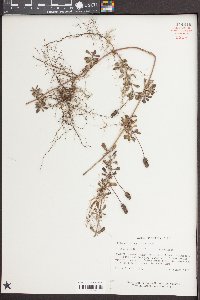 Phyla nodiflora image