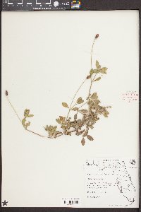 Phyla nodiflora image