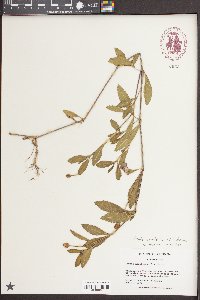 Phyla nodiflora image