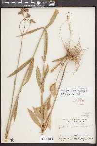 Verbena bonariensis image