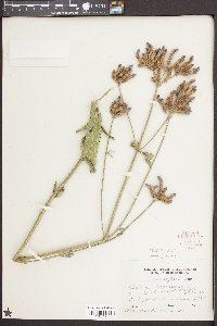 Verbena bonariensis image