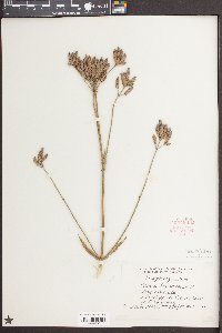 Verbena bonariensis image