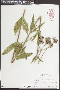 Verbena bonariensis image