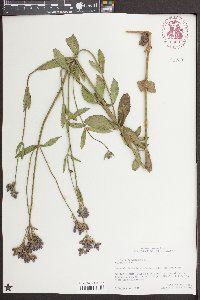 Verbena bonariensis image