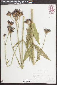 Verbena bonariensis image