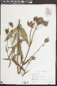 Verbena bonariensis image