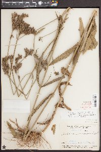 Verbena bonariensis image