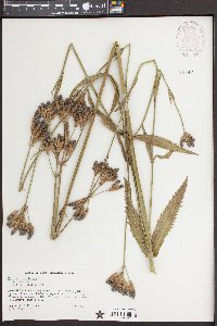 Verbena bonariensis image