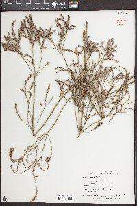 Verbena bonariensis image