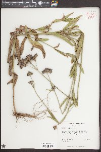 Verbena bonariensis image