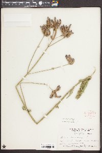 Verbena bonariensis image