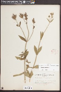 Verbena bonariensis image