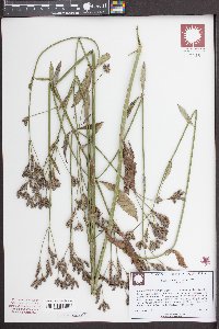 Verbena brasiliensis image