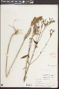 Verbena brasiliensis image