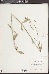 Verbena brasiliensis image