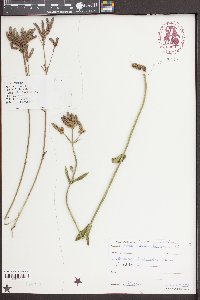 Verbena brasiliensis image