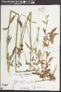 Verbena brasiliensis image