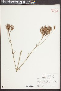 Verbena brasiliensis image