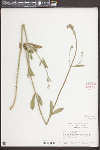 Verbena brasiliensis image