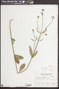 Verbena brasiliensis image