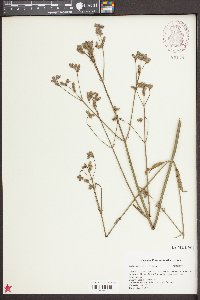 Verbena brasiliensis image