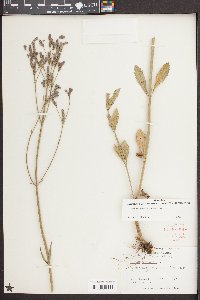 Verbena brasiliensis image