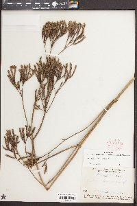 Verbena brasiliensis image