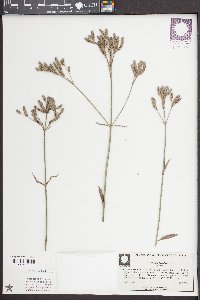 Verbena brasiliensis image