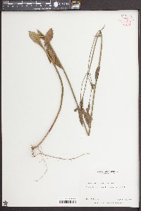 Verbena brasiliensis image