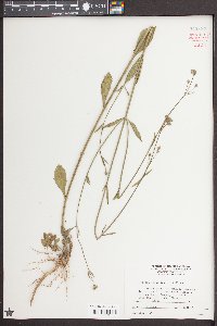 Verbena brasiliensis image