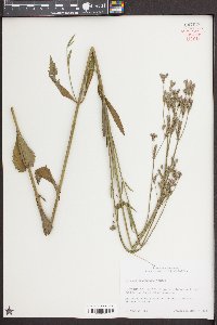 Verbena brasiliensis image