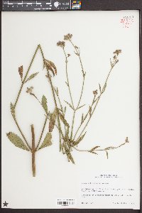 Verbena brasiliensis image