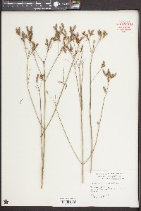 Verbena brasiliensis image