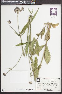 Verbena incompta image