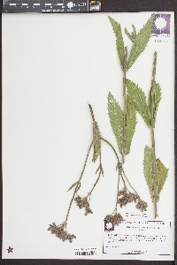 Verbena incompta image