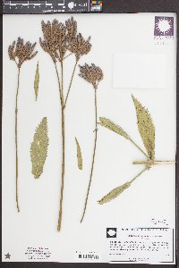 Verbena incompta image